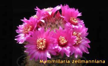 Kaktus Rehberi