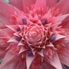 Aechmea-Fasiata