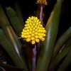 Aechmea_calyculata