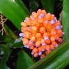 Aechmea_miniata
