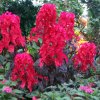 Amaranthus_tricolor