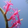 Aporocactus_flagelliformis