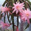 Aporophyllums