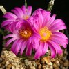 Ariocarpus_agavoides
