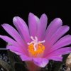 Ariocarpus_bravoanus