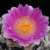 Ariocarpus_fissuratus