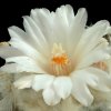 Ariocarpus_furfuraceus
