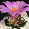Ariocarpus_kotschoubeyanus