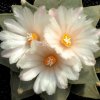 Ariocarpus_retusus