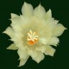 Ariocarpus_trigonus