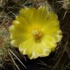 Tephrocactus