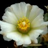 Tephrocactus_articulatus