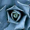 Agave
