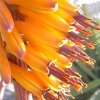 Aloe