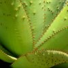 Aloe_1