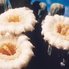 Carnegiea_gigantea