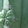 Cereus