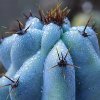 Cereus_1
