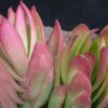 Crassula_1