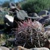 2-Cactus