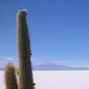 8132-Cakky-the-Cactus-0