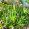 Agave_outside