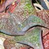 Aloe