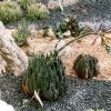 Aloe_cristata