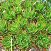 Aloe_habitat