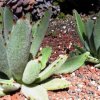 Aloe_habitat_2
