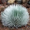 agave