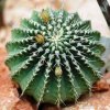 Acanthocalycium_peitscherianum_1