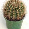 Acanthocalycium_violaceum