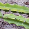 Acanthocereus_pentagonus