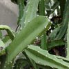 Acanthocereus_tetragonus