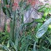 Aloe_squarrosa