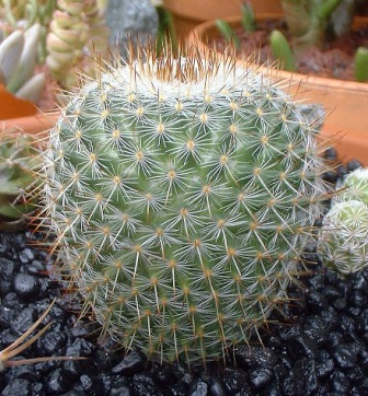 mammilaria