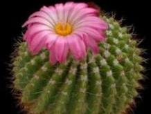 Parodia herterii