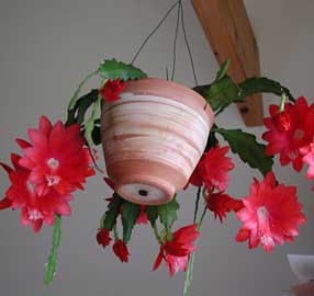 epipyllum