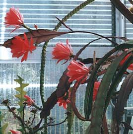 epihyllum