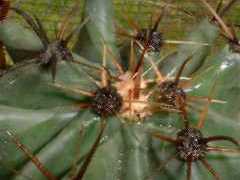 Ferocactus emoryi